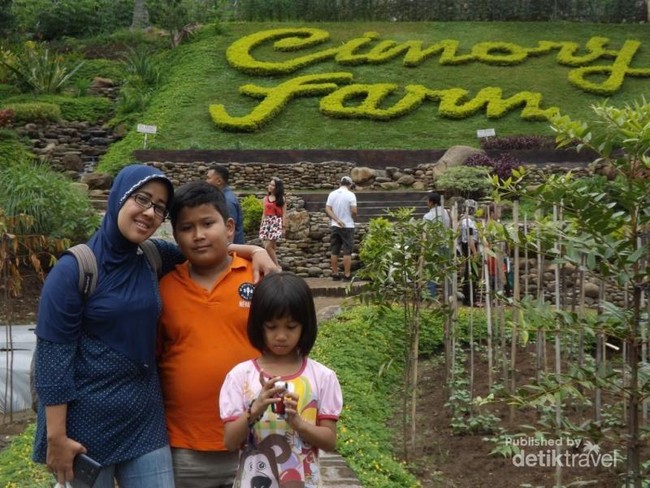 Wisata Edukasi Beri Makan Sapi di Cimory Semarang