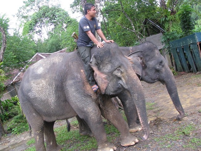 Wisata Gajah di Tangkahan