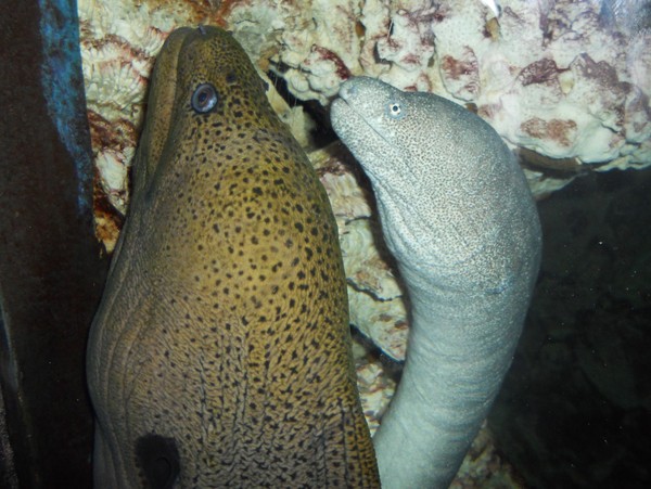 wisatawan memberi makan belut raksasa di kolam waiselaka
