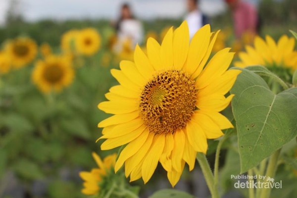 Yang Baru di Magelang, Kebun Bunga Matahari yang Instagramable