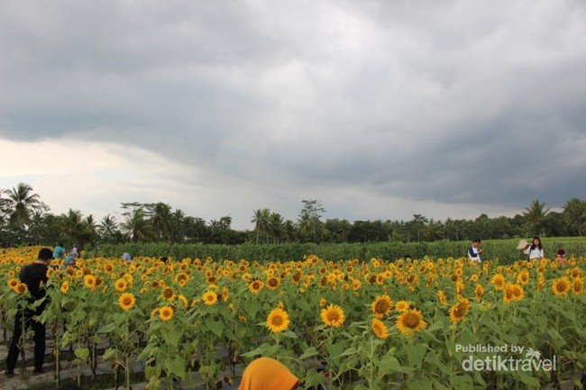 Yang Baru di Magelang, Kebun Bunga Matahari yang Instagramable