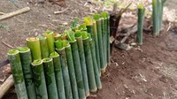 Menyusun bambu sebelum dibakar