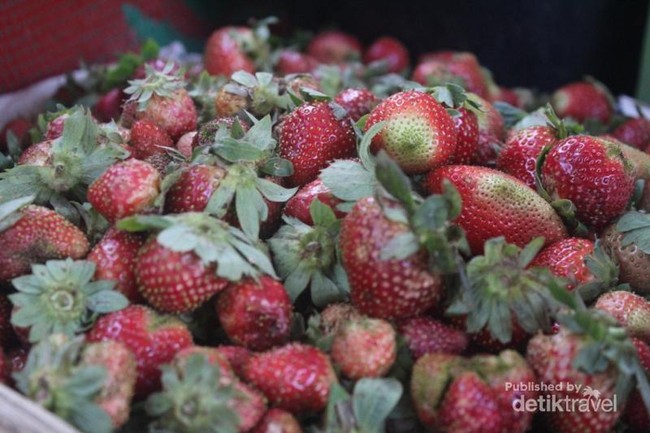 Yang Segar dari Berastagi: Buah Strawberry