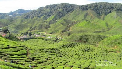 Yang Sejuk dan Hijau di Malaysia