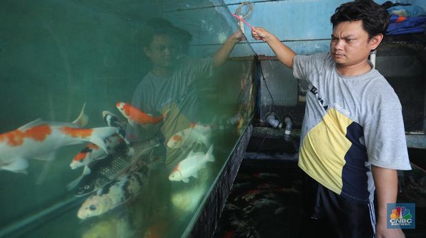 Harga Ikan Hias KOI Besar Terbaru April 2024