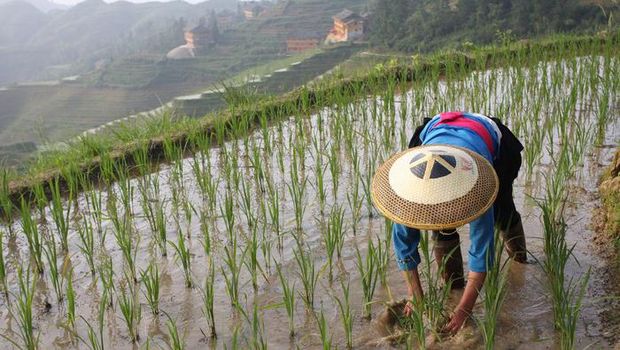 ilustrasi petani