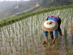 Video: Melihat Alat yang Bisa Lindungi Petani dari Kematian Akibat Panas