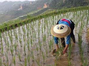 Pemprov Jabar Tetapkan UMSP 2025 Sektor Perkebunan Rp 2,2 Juta
