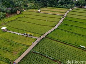 Bukan di Ubud, Sawah Cantik Ini Ada di Bogor