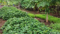 Hamparan kebun ubi jalar tumbuh subur dan siap panen tentunya.