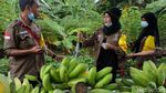 Melihat Ketahanan Pangan Warga di Pondok Gede
