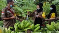 Program Ketahanan Pangan ini telah dimulai sejak Agustus 2020. Nampak hasil kebun warga melimpah.