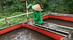 Melihat Ketahanan Pangan Warga di Pondok Gede