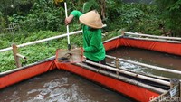 Tambak ikan darat juga ada loh. Diharapkan dengan program ini warga lebih peduli lingkungan dan memafaatkan lahan tidur mejadi lebih bermanfaat.