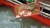 Hasilnya panen ikan akan dinikmati oleh warga. Diharapkan dengan program ini warga lebih peduli lingkungan dan memafaatkan lahan tidur mejadi lebih bermanfaat.