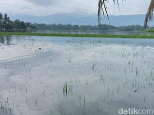 1.074 Hektare Lahan Tanaman Padi di Klaten Terendam Banjir