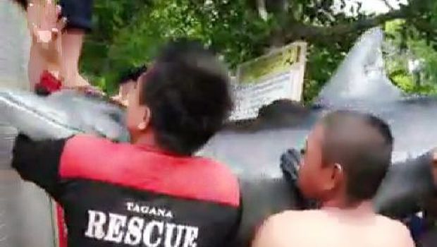 Lumba-lumba di Luwu terdampar di Sungai dievakuai ke laut (dok. Istimewa).