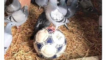 Tanpa Hary Kane, Spurs seringnya jadi ayam sayur. Foto: istimewa