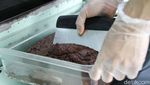 Mengintip Pabrik Pembuatan Cokelat di Jakarta