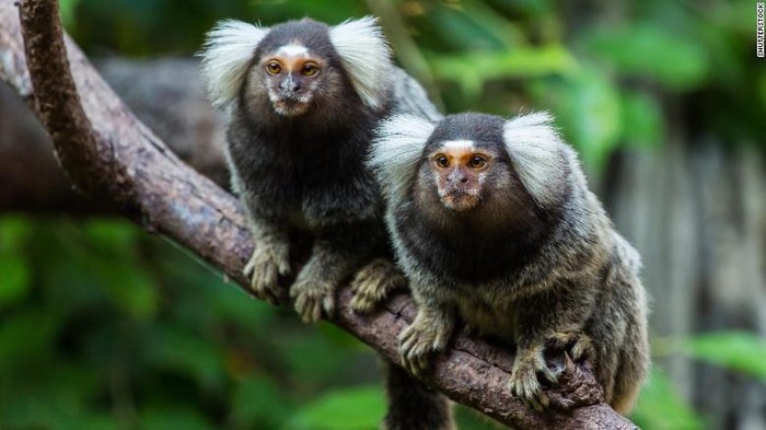 Primata marmoset