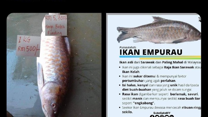 Ikan empurau