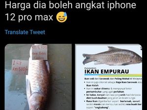 Wow! Harga Ikan Langka Ini Setara dengan iPhone 12 Pro Max!