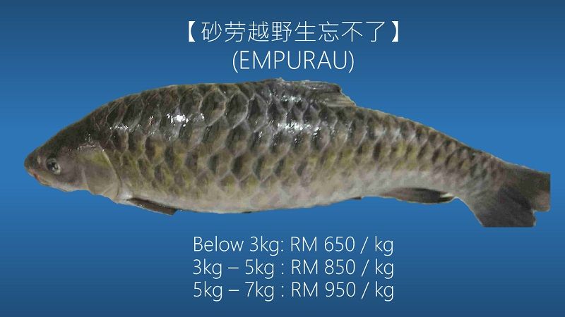 Ikan Empurau Sarawak Harga