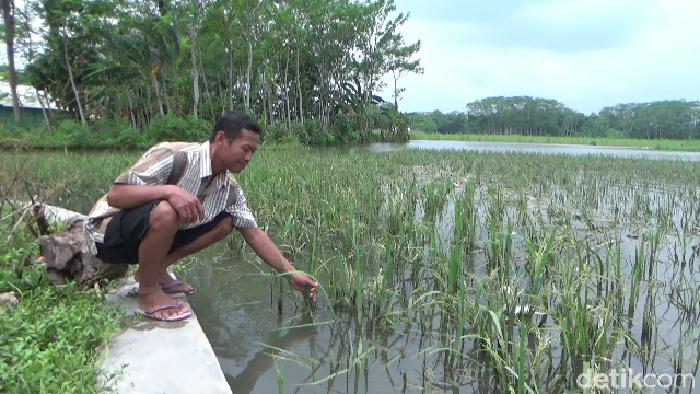 banjir di lumajang
