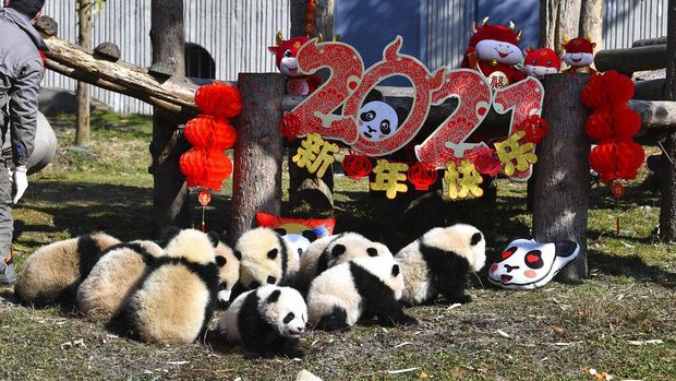 Bayi panda duduk di dekat hiasan bernuansa tahun baru Imlek di China Conservation and Research Center for the Giant Panda di Cagar Alam Wolong di provinsi Sichuan di China barat daya, (Chinatopix via AP)