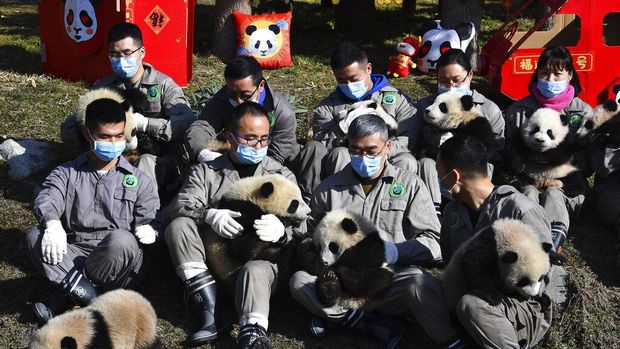 Bayi panda duduk di dekat hiasan bernuansa tahun baru Imlek di China Conservation and Research Center for the Giant Panda di Cagar Alam Wolong di provinsi Sichuan di China barat daya, (Chinatopix via AP)