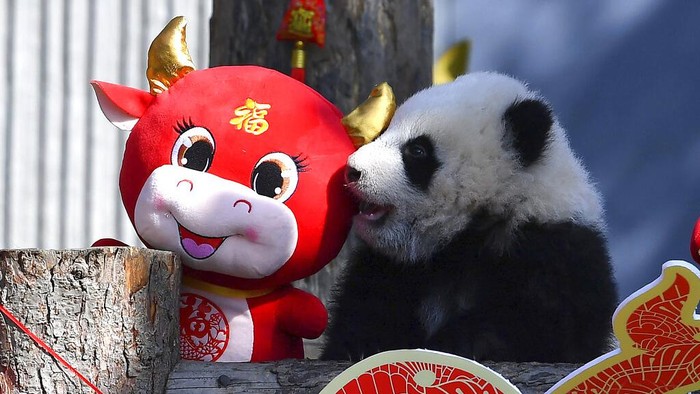 Bayi panda duduk di dekat hiasan bernuansa tahun baru Imlek di China Conservation and Research Center for the Giant Panda di Cagar Alam Wolong di provinsi Sichuan di China barat daya, (Chinatopix via AP)