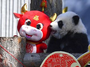 Cara Bayi Panda Dibesarkan di Pusat Penelitian China