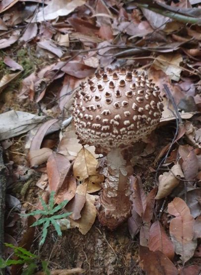 jamur bentuk virus corona