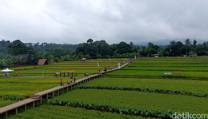 Kampung tematik Ciharashas, Harjamulya, Kota Bogor atau yang biasa dikenal Agro Edukasi Wisata Organik (AEWO) Mulyaharja, menyajiikan pemandangan hamparan sawah dan pegunungan nan instagramable. Nggak percaya? Tengok aja nih.