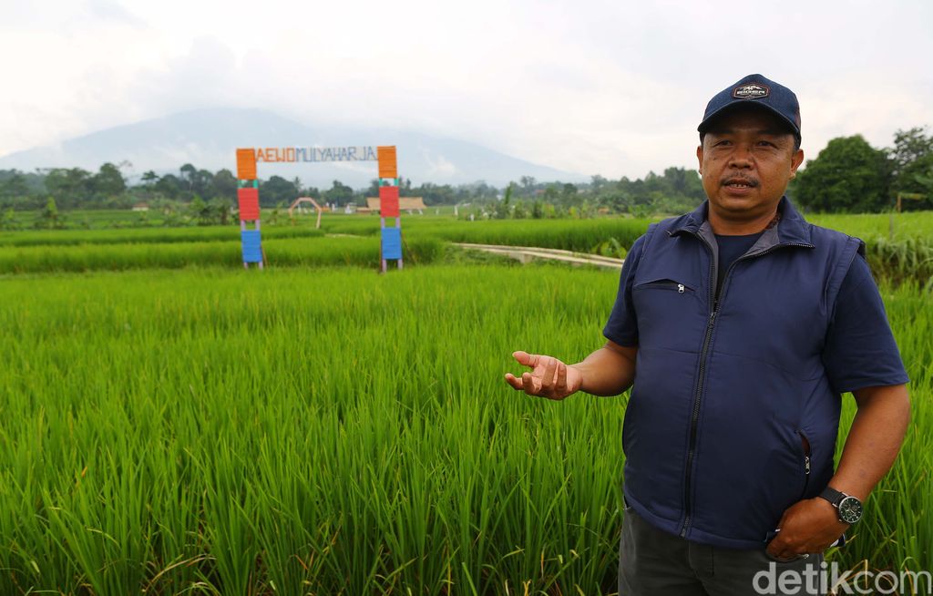 Kampung tematik Ciharashas, Harjamulya, Kota Bogor atau yang biasa dikenal Agro Edukasi Wisata Organik (AEWO) Mulyaharja, menyajiikan pemandangan hamparan sawah dan pegunungan nan instagramable. Nggak percaya? Tengok aja nih.