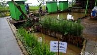 Selain itu, ada juga kolam pancing untuk anak-anak belajar memancing di kolam yang kecil ini, gaes. Penasaran mau coba bermain sambil belajar di Agro EduWisata Organik (AEWO) Mulyaharja ini? Biaya masuknya cuma Rp 10.000 lho gaes. Cus, untuk menikmati liburan akhir pekan.