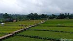 Foto: Hamparan Sawah yang Instagramable di Kota Bogor