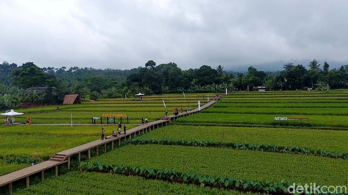 Kampung Tematik Mulyaharja Bogor Kampung tematik Ciharashas, Harjamulya, Kota Bogor atau yang biasa dikenal Agro Edukasi Wisata Organik (AEWO) Mulyaharja, menyajiikan pemandangan hamparan sawah dan pegunungan nan instagramable. Nggak percaya? Tengok aja nih.