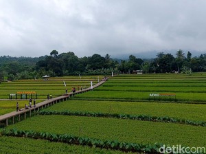 Ketahanan Pangan Indonesia Diklaim Semakin Baik, Ini Indikatornya