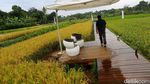 Foto: Hamparan Sawah yang Instagramable di Kota Bogor