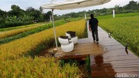 Secara keseluruhan, nantinya areal persawahan yang seluas 23 hektar ini akan terus dikembangkan menjadi Desa Wisata yang tersohor di Kota Bogor. Traveler akan disajikan dengan beragam kegiatan yang asyik dan menarik layaknya agro eduwisata organik Mulyaharja.