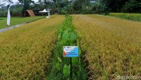 Seperti namanya, area persawahan ini memang difungsikan sebagai tempat menanam padi organik yang juga menjadi sarana edukasi bagi siapapun yang ingin belajar mengenai pertanian organik. Mulai dari memilih benih, membajak sawah, menanam padi, hingga memanennya.
