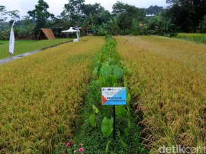 Ini Ciri-ciri Dataran Rendah, Manfaat, dan Lokasinya