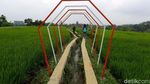 Foto: Hamparan Sawah yang Instagramable di Kota Bogor