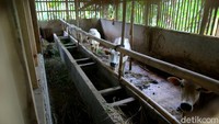 Kampung Ciharashas, Kelurahan Mulyaharja, Bogor Selatan, Kota Bogor ini memang memiliki potensi yang luar biasa dalam hal pertanian organiknya. Kampung yang dikenal sebagai Lemah Duhur ini pun diubah menjadi sebuah kampung tematik dengan mengusung tema agro eduwisata organik (AEWO).