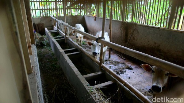 Kampung Ciharashas, Kelurahan Mulyaharja, Bogor Selatan, Kota Bogor ini memang memiliki potensi yang luar biasa dalam hal pertanian organiknya. Kampung yang dikenal sebagai Lemah Duhur ini pun diubah menjadi sebuah kampung tematik dengan mengusung tema agro eduwisata organik (AEWO). Kampung Ciharashas, Kelurahan Mulyaharja, Bogor Selatan, Kota Bogor ini memang memiliki potensi yang luar biasa dalam hal pertanian organiknya. Kampung yang dikenal sebagai Lemah Duhur ini pun diubah menjadi sebuah kampung tematik dengan mengusung tema agro eduwisata organik (AEWO).