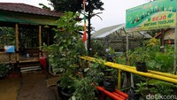 Komunitas Wanita Tani di kampung ini juga dengan getol menanam Jahe Merah di kawasan Apotik Hidup ini. Tak heran bila saung ini juga disponsori oleh salah satu produsen minuman herbal Bejo.