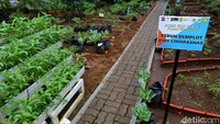 Ada juga teknik pengembangan kekinian untuk bercocok tanam dilahan sempit, yakni teknik hidroponik.
