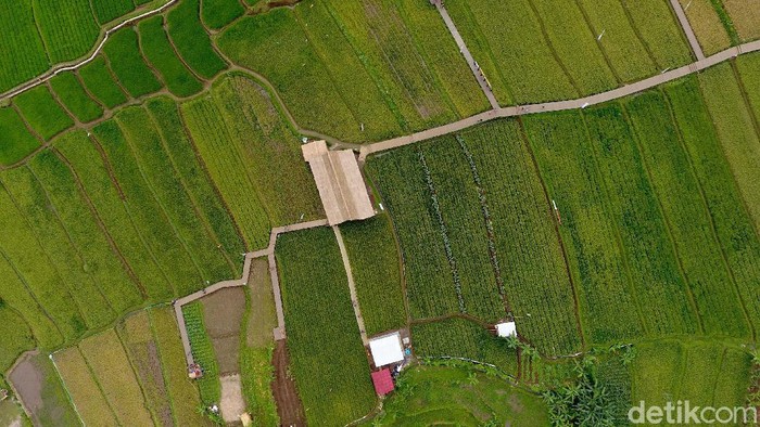 Kampung tematik Ciharashas, Harjamulya, Kota Bogor atau yang biasa dikenal Agro Edukasi Wisata Organik (AEWO) Mulyaharja, menyajiikan pemandangan hamparan sawah dan pegunungan nan instagramable. Nggak percaya? Tengok aja nih.