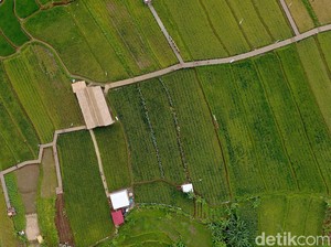 Ada UU Cipta Kerja, Serobot Lahan Sawah Bisa Dipidana